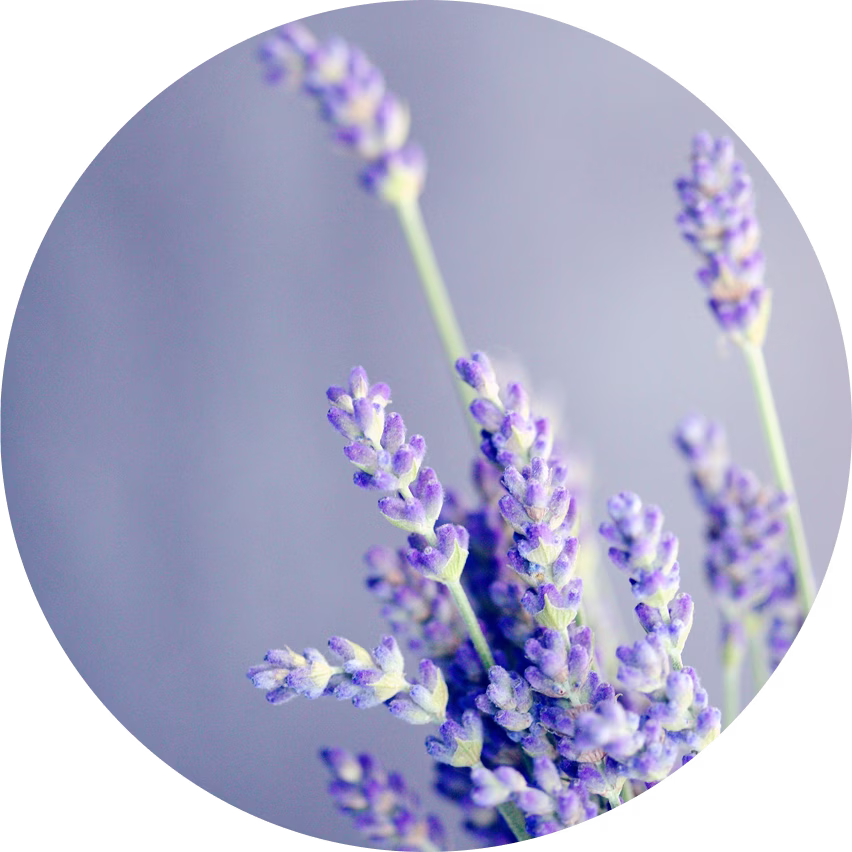 lavanda